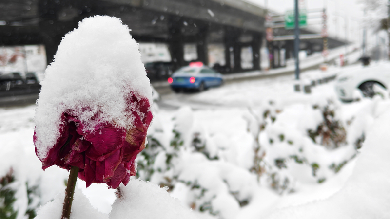 Blizzard_Hits_Xinjiang__Urumqi_s_Record_Snowfall_Cripples_Transport - Namaste Headlines Blizzard_Hits_Xinjiang__Urumqi_s_Record_Snowfall_Cripples_Transport