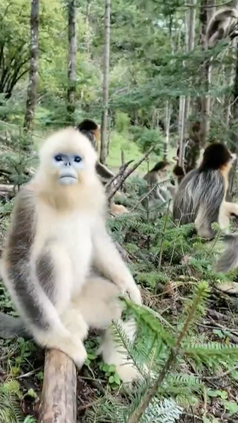 Chinese_Mainland_Nature_Reserves_Bounce_Back_with_Wildlife_Surge video poster