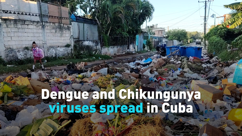 Cuba_Grapples_with_Dengue___Chikungunya_Outbreak video poster