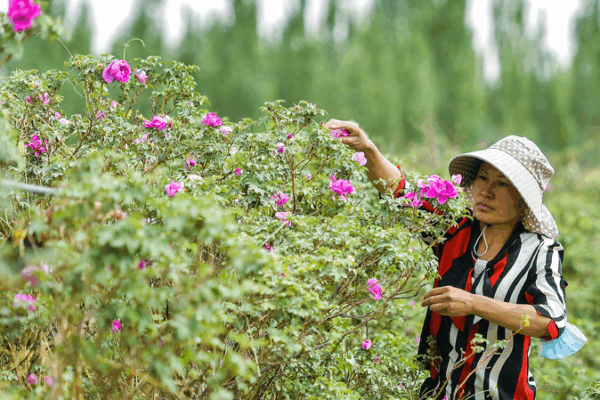 Desert_Gold__Roses___Seafood_Farming_in_Xinjiang video poster