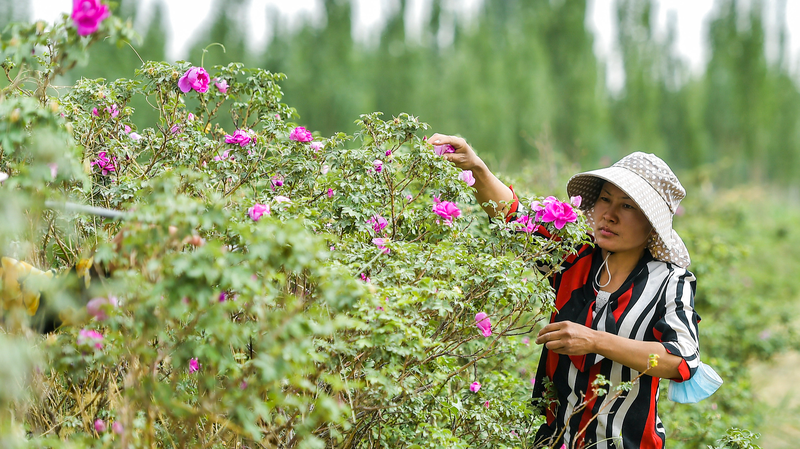 Desert_Gold__Roses___Seafood_Farming_in_Xinjiang_poster - Namaste Headlines Desert_Gold__Roses___Seafood_Farming_in_Xinjiang video poster