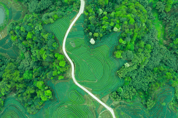 Why Xi's Eco-Civilization Thought Matters to Global Green Goals 🌱