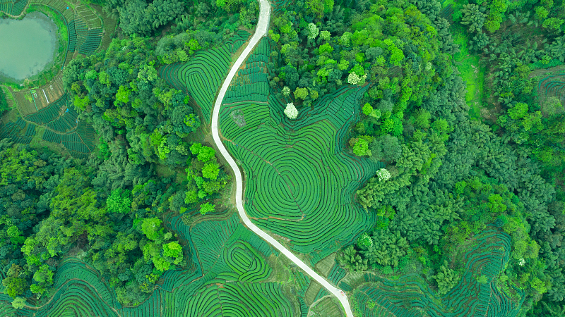 Why Xi's Eco-Civilization Thought Matters to Global Green Goals 🌱