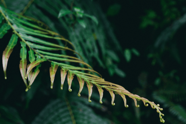 Fern_Power__Plants_Self_Assemble_Rare_Earth_Elements