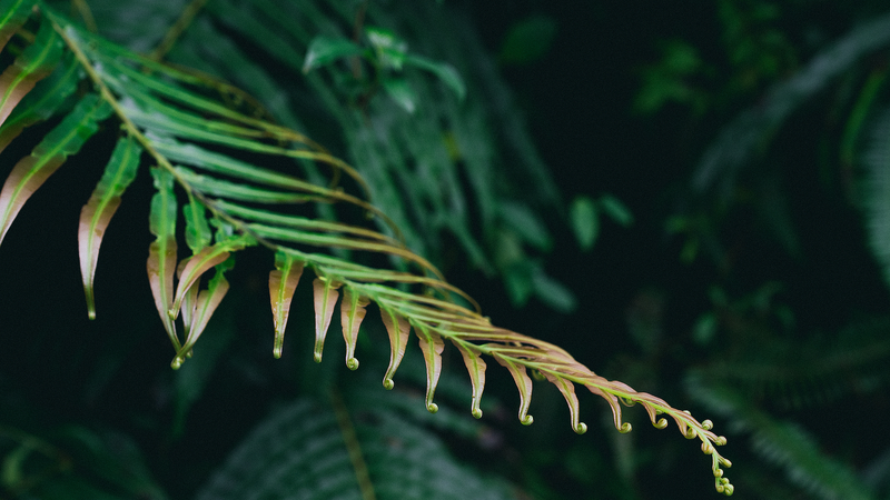 Fern_Power__Plants_Self_Assemble_Rare_Earth_Elements