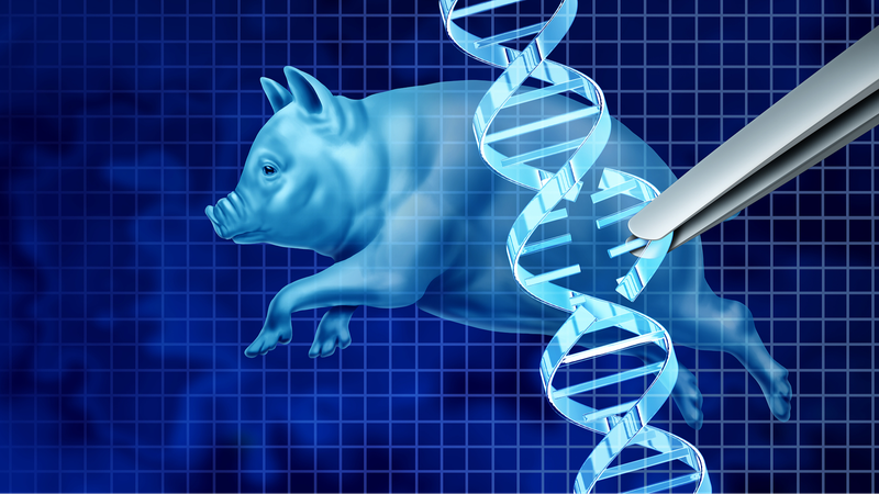 Gene_Edited_Pig_Kidney_Trials_Kick_Off_in_US - Namaste Headlines Gene_Edited_Pig_Kidney_Trials_Kick_Off_in_US