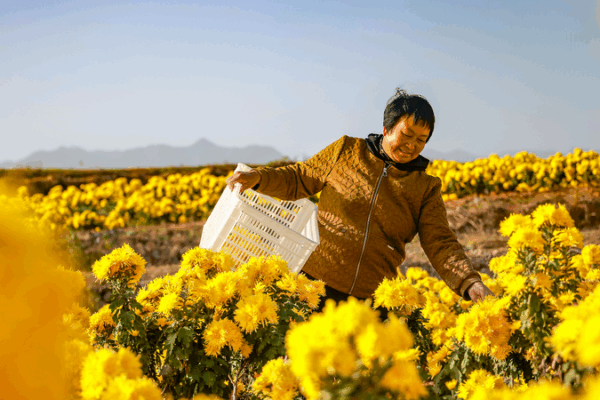 Golden_Chrysanthemums_in_Zhejiang_Spark_Agri_Tourism_Boom