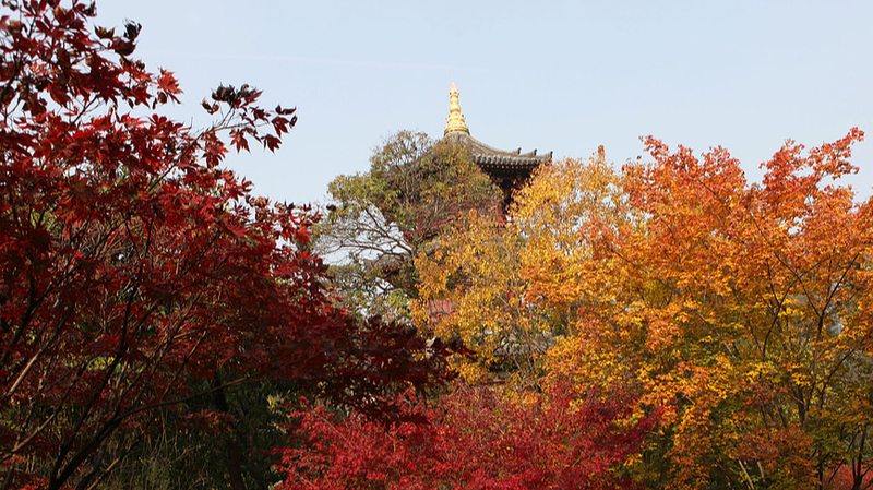 Autumn Magic at Xi'an's Xingqinggong Park: A Tang-Era Stroll 🍁