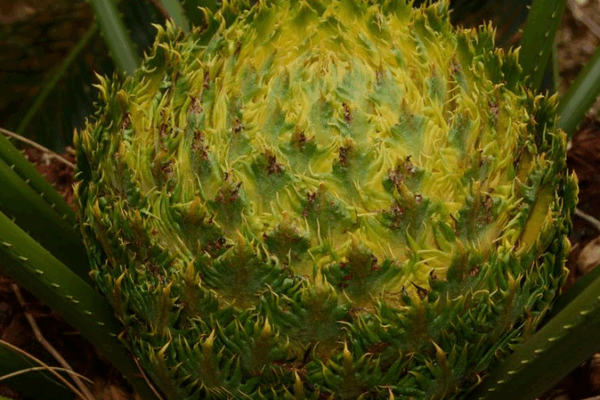 Inside Hainan’s Rainforest: New Species & Epic Eco-Discoveries