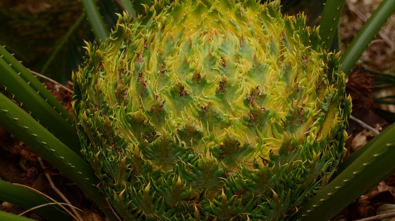 Inside Hainan’s Rainforest: New Species & Epic Eco-Discoveries