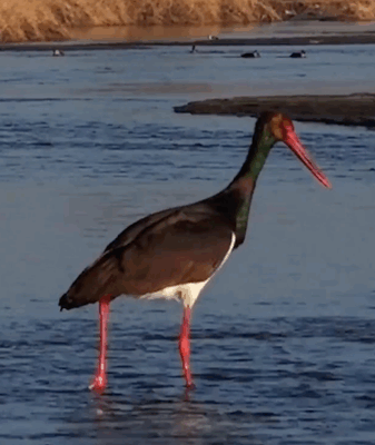 Seasonal Surge: Migratory Birds Light Up Shanxi’s Nanyang River 🦅✨ video poster