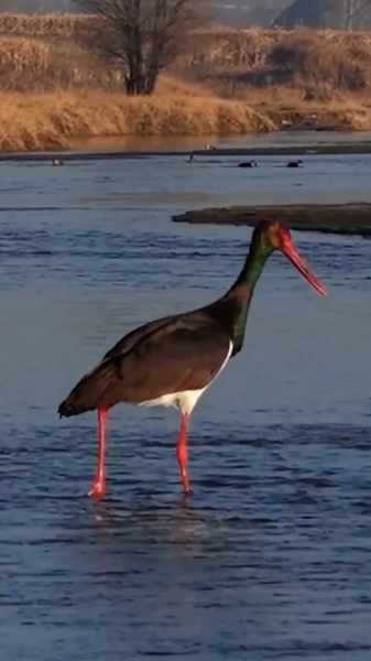 Seasonal Surge: Migratory Birds Light Up Shanxi’s Nanyang River 🦅✨ video poster