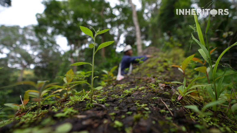 IZZA9P0SOGMQ47PLNOS9 - Namaste Headlines How Fallen Tea Trees Fuel Yunnan’s Ancient Forests 🌱