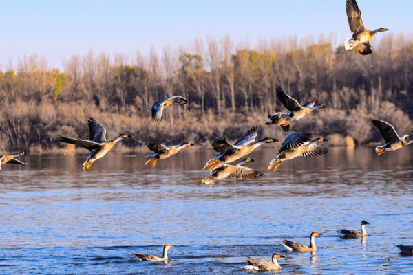 Live__Watch_Winter_Birds_Migrate_on_the_Chinese_Mainland video poster
