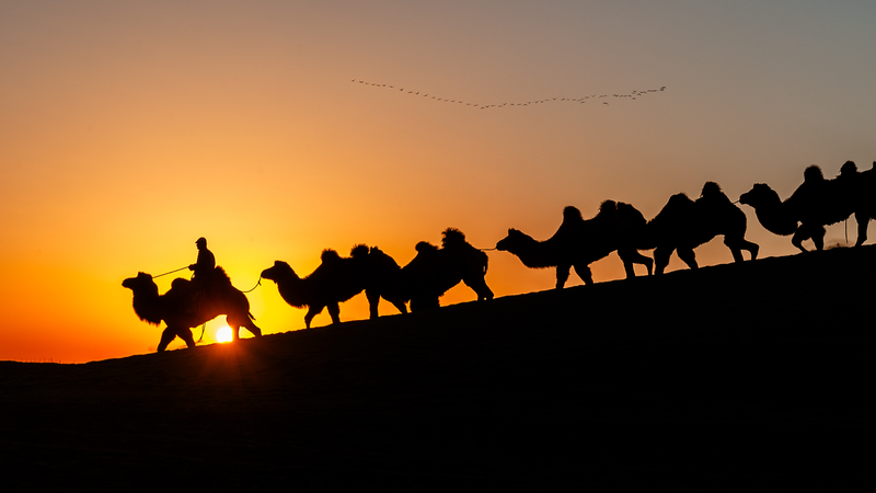 Live_from_Alxa_Right_Banner__Annual_Camel_Trek_Across_Inner_Mongolia video poster