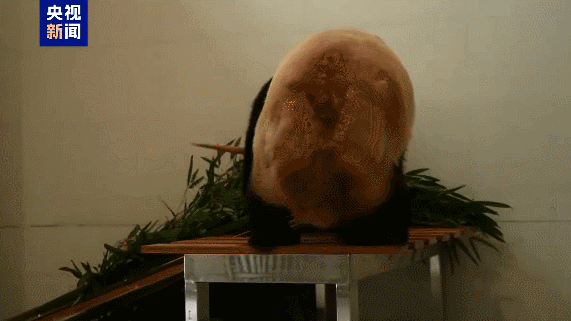 M3TV1LKB8QW3DX3JDMKO - Namaste Headlines China Launches Massive Panda Base in Sichuan’s Mianyang