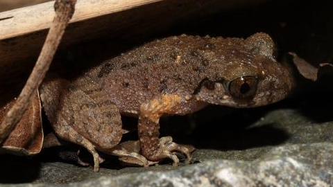 Meet_Leptobrachella_kungfu__Guangdong_s_New_Kung_Fu_Frog - Namaste Headlines Meet_Leptobrachella_kungfu__Guangdong_s_New_Kung_Fu_Frog