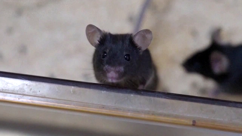 Mighty_Mice_Astronauts_Aboard_the_Chinese_Mainland_s_Space_Station