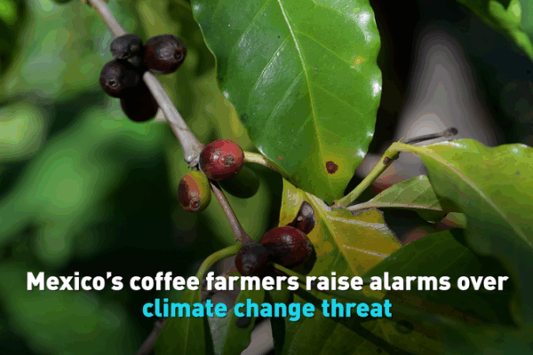Mexico’s Coffee Farmers Sound the Climate Alarm ☕️ video poster