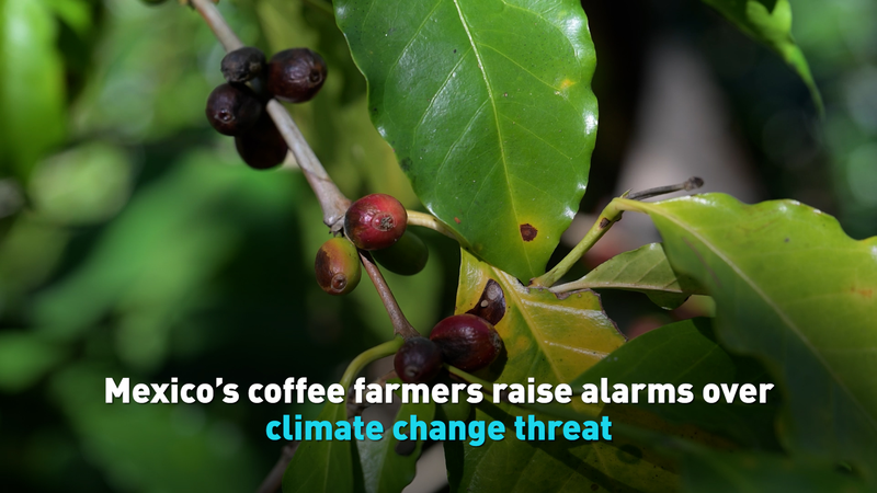 NYMCZXQZVRI1P6GYLBKJ - Namaste Headlines Mexico’s Coffee Farmers Sound the Climate Alarm ☕️ video poster