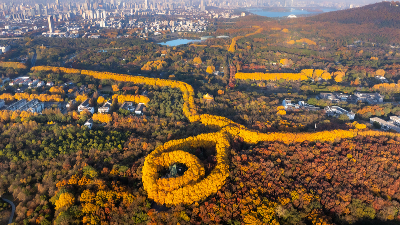 Nanjing_s_Winter_Foliage__Zhongshan_s_Golden_Necklace - Namaste Headlines Nanjing_s_Winter_Foliage__Zhongshan_s_Golden_Necklace