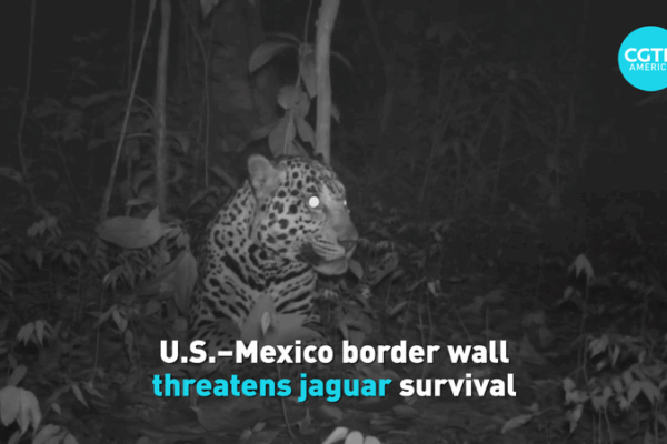 New_Border_Wall_Chokes_Jaguar_Migration_Paths
