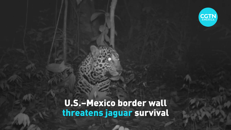 New_Border_Wall_Chokes_Jaguar_Migration_Paths