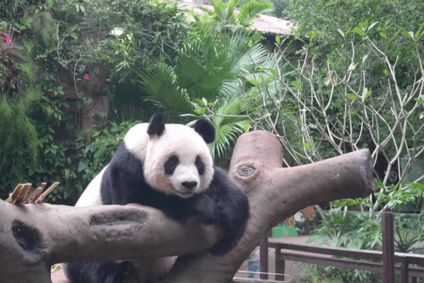 Panda_Love_in_Hainan__Shunshun___Gonggong_s_Adorable_Moments video poster