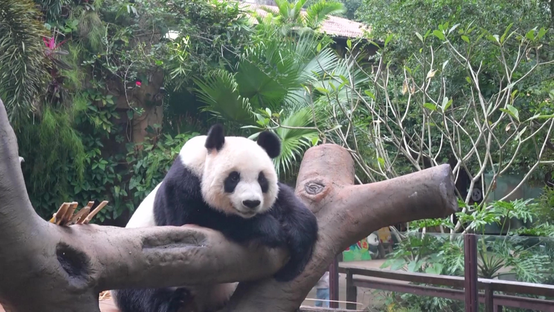 Panda_Love_in_Hainan__Shunshun___Gonggong_s_Adorable_Moments video poster