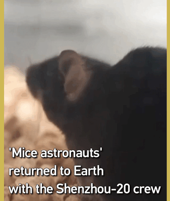 Space Mice Return with Shenzhou-20 Crew 🐭🚀 video poster