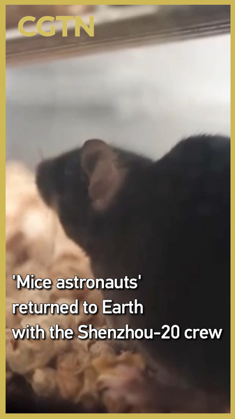 QWYBOQF7ANEN6BQD2OL9 - Namaste Headlines Space Mice Return with Shenzhou-20 Crew 🐭🚀 video poster