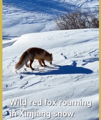Red_Fox_Roams_Snowy_Xinjiang_Landscape__Biodiversity_on_the_Rise video poster