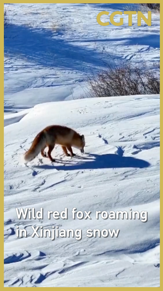 Red_Fox_Roams_Snowy_Xinjiang_Landscape__Biodiversity_on_the_Rise video poster