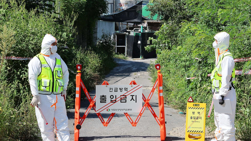 Republic_of_Korea_Raises_Serious_Alert_After_6th_African_Swine_Fever_Case