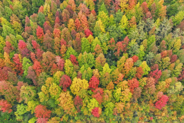 Guizhou’s Maple Forest Blazes Red in Early Winter video poster