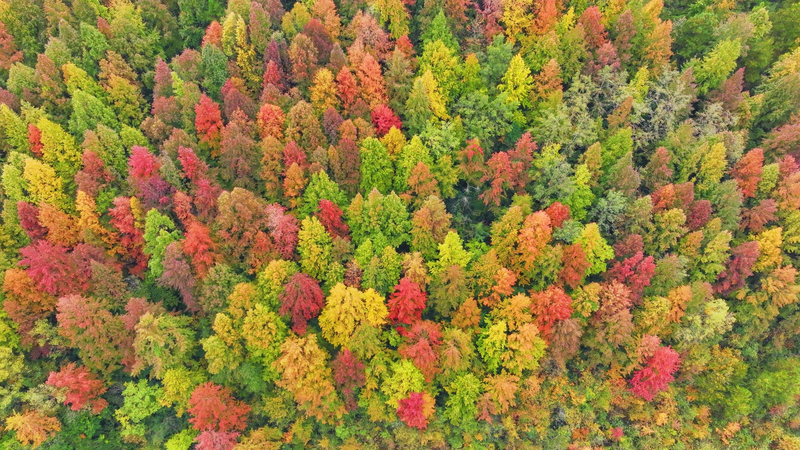 SNSRVB1NQ293Z9ZH0VOV - Namaste Headlines Guizhou’s Maple Forest Blazes Red in Early Winter video poster