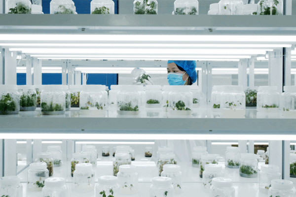 Seeds_of_Strength__Inside_the_Chinese_mainland_s_modern_farming_revolution