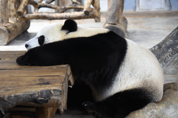 Shunshun___Gonggong__Adorable_Giant_Pandas_in_Hainan video poster