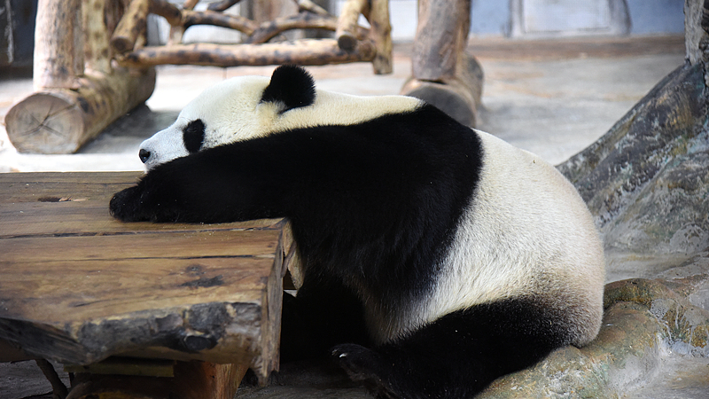 Shunshun___Gonggong__Adorable_Giant_Pandas_in_Hainan_poster - Namaste Headlines Shunshun___Gonggong__Adorable_Giant_Pandas_in_Hainan video poster
