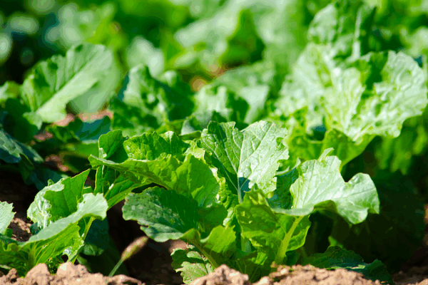 Soil_Microbes_Team_Up_to_Fuel_Coral_Island_Restoration