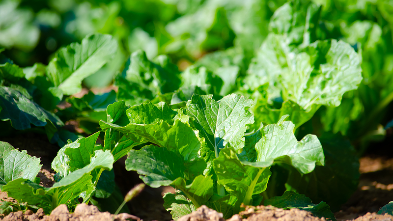 Soil_Microbes_Team_Up_to_Fuel_Coral_Island_Restoration