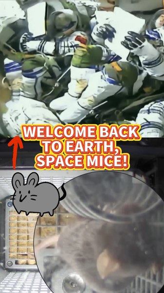 Tiny_Space_Mice_Land_Safely_After_Shenzhou_20_Mission video poster