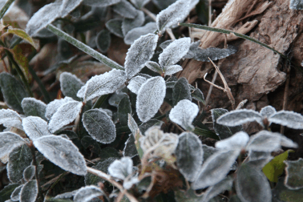 Three Back-to-Back Cold Waves Chill the Chinese Mainland ❄️