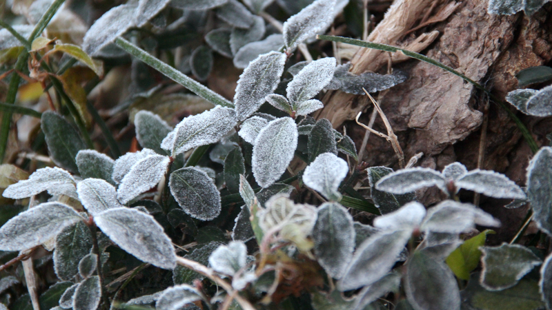 Three Back-to-Back Cold Waves Chill the Chinese Mainland ❄️