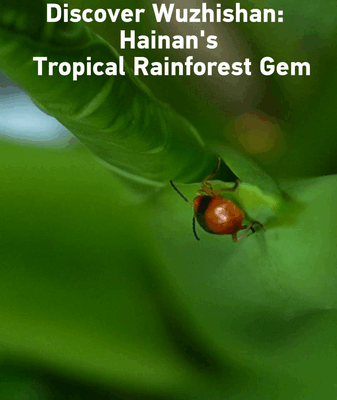 Discover Wuzhishan: Hainan’s Tropical Rainforest Gem 🌴 video poster