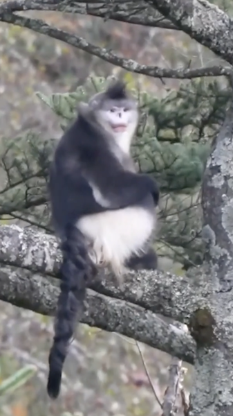 Yunnan_Snub_nosed_Monkeys_Thrive_with_Population_Now_at_350 video poster