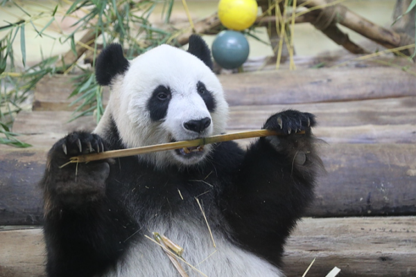 Episode 6: Shun Shun & Gong Gong’s Adorable Hainan Adventures 🐼 video poster