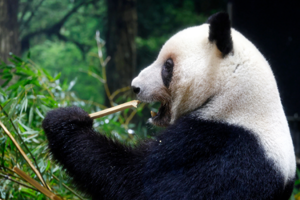 Tokyo’s Twin Pandas to Return in January, Ending 50-Year Panda Era