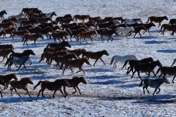 Wild Horses Run Free on Hulun Buir Grasslands 🐎