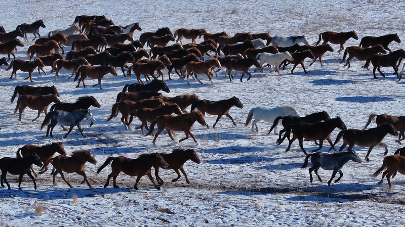 Wild Horses Run Free on Hulun Buir Grasslands 🐎
